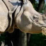 Great Rhino Deluxe слот игра с носорогом