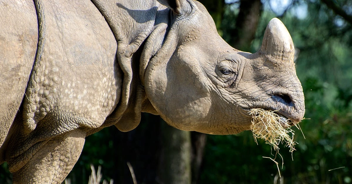 Great Rhino Deluxe слот игра с носорогом