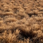 Wild West Gold Megaways слот с ковбойской тематикой и золотыми символами