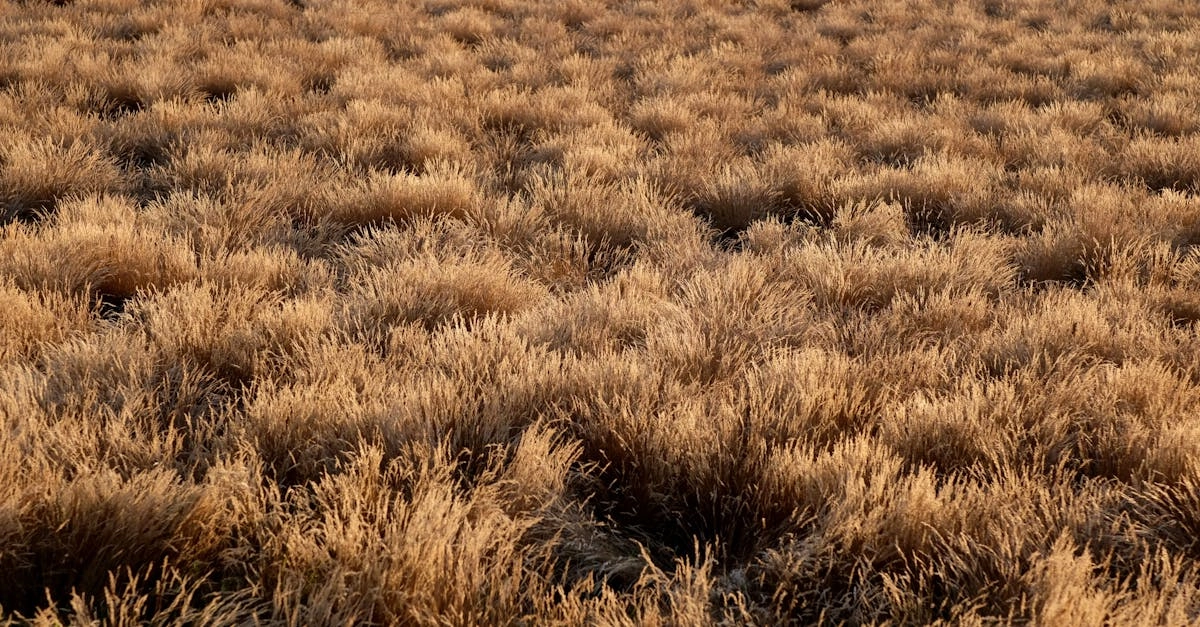 Wild West Gold Megaways слот с ковбойской тематикой и золотыми символами